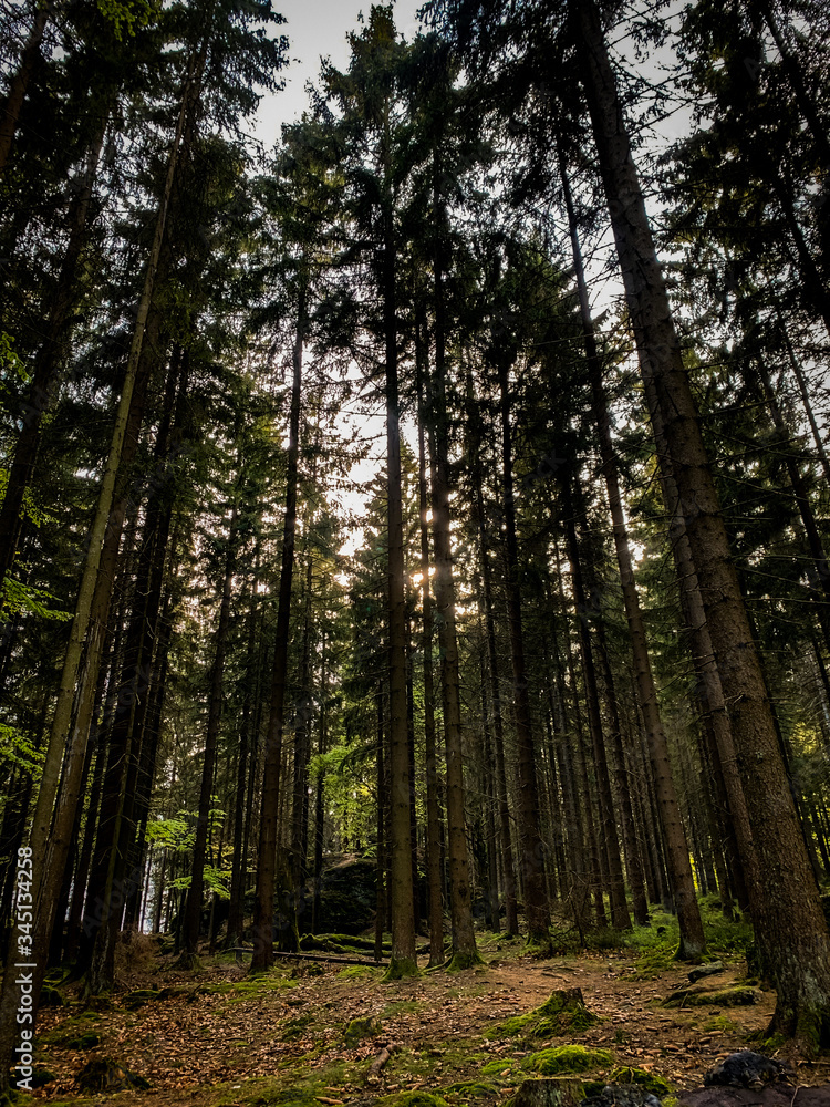 Obraz premium Wald im Fichtelgebirge