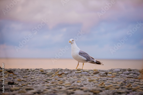 seagull stands on a parapet against a background of pink clouds