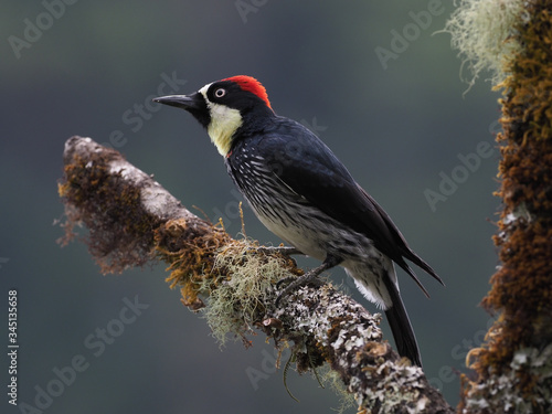 Eichelspecht in Costa Rica 