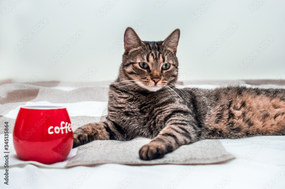 cat lies on the bed next to a big cup of coffee