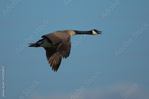 Canada goose flying and quacking, seen in the wild near the San Francisco Bay
