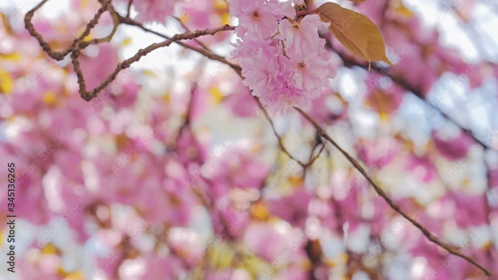 Female hands clap Sakura flower blossom and petals flying in the wind Female hands clap Sakura flower blossom and petals flying in the wind