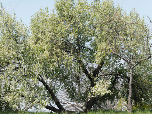 Prunus mahaleb ou Cerisier de Sainte-Lucie ou Faux merisier à fleurs blanches dressées en corymbes, feuilles vert brillant, oval et dentelé, rameaux étalés, tronc tortueux, écorce lisse noirâtre photo