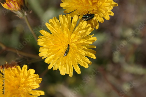 kwiaty żółte robaczki wiosna łąka
