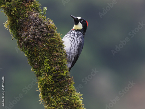 Eichelspecht in den Bergen von Costa Rica