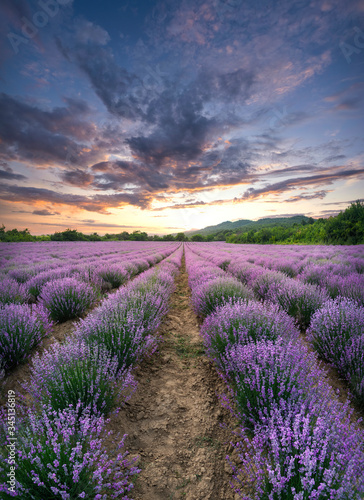 Lavender field with blooming purple bushes at sunset. Sky filled with cumulus clouds and rays sunlight. near Burgas, Bulgaria. 
