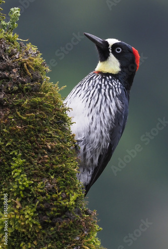 Eichelspecht in den Bergen von Costa Rica, San Gerardo de Dota