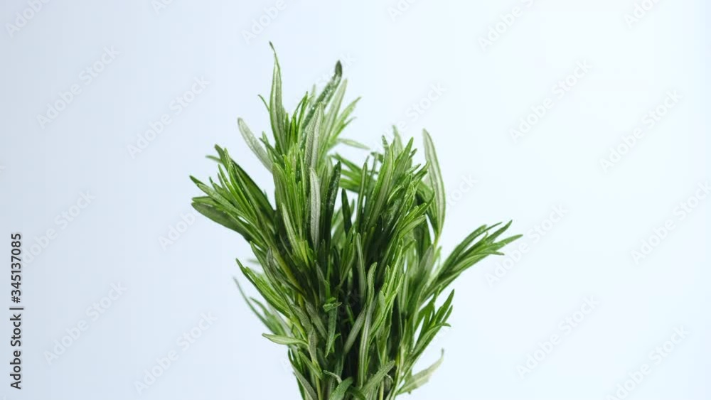 sprigs of fresh green rosemary on white background rotation. closeup sprigs of fresh green rosemary on white background rotation. closeup