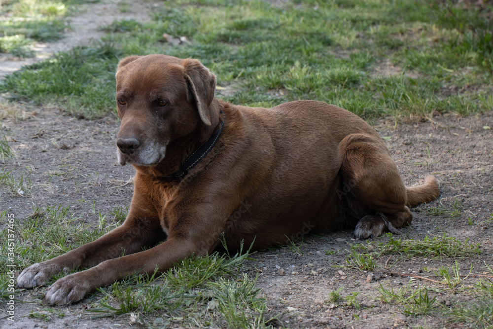 Chocolate Labrador Dog Laying on Grass Outdoors Chocolate Labrador Dog Laying on Grass Outdoors