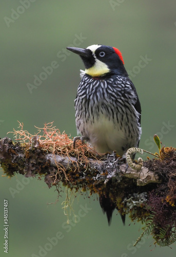 Eichelspecht (Acorn woodpecker)