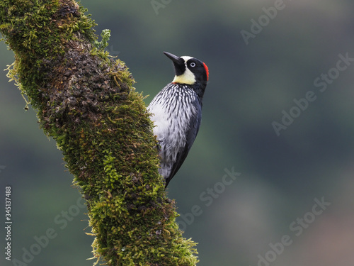 Eichelspecht (Melanerpes formicivorus)