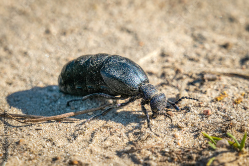 Close up of a black oil beetle on sandy soil