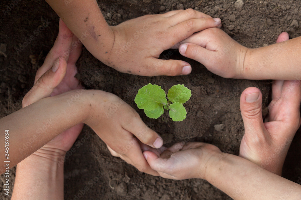 Kid's and grown-up's hands holding a young plant. Kid's and grown-up's hands holding a young plant.