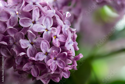 Lilac flower close up
