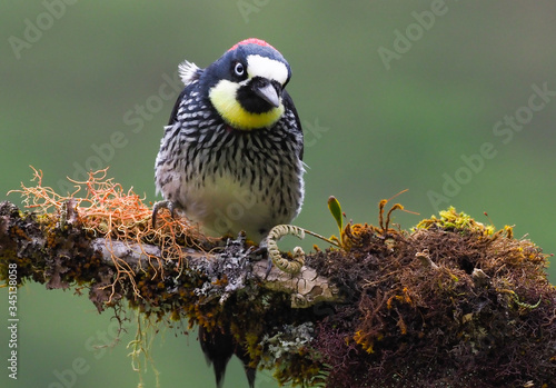 Eichelspecht (melanerpes formicivorus)