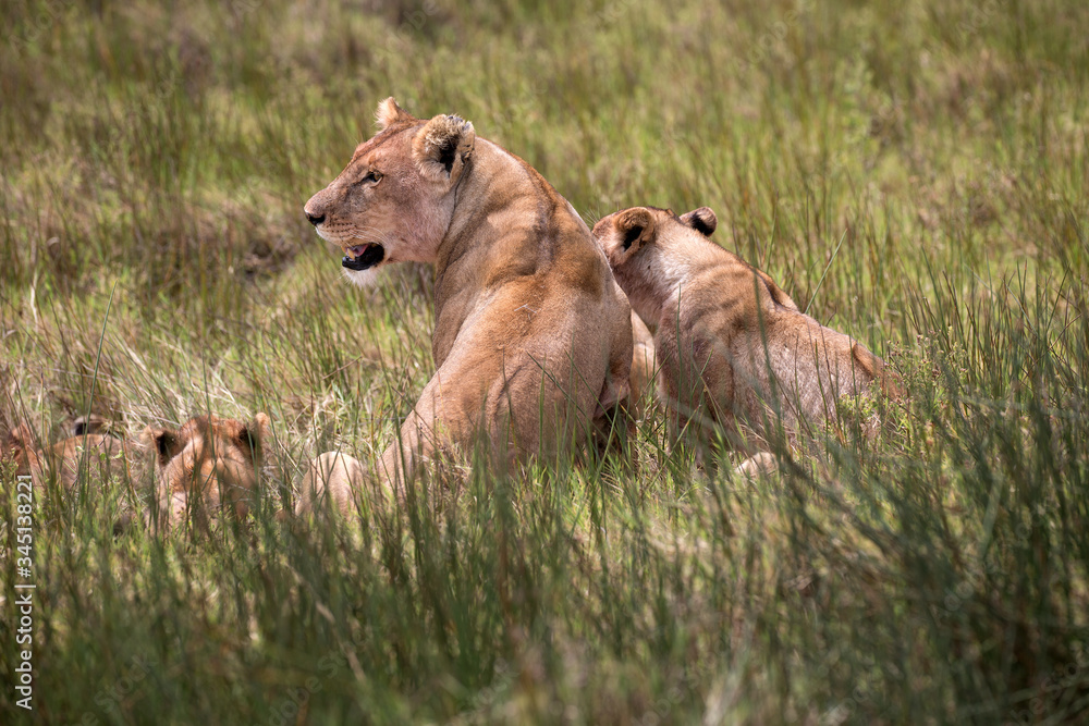 Fototapeta premium Löwenrudel