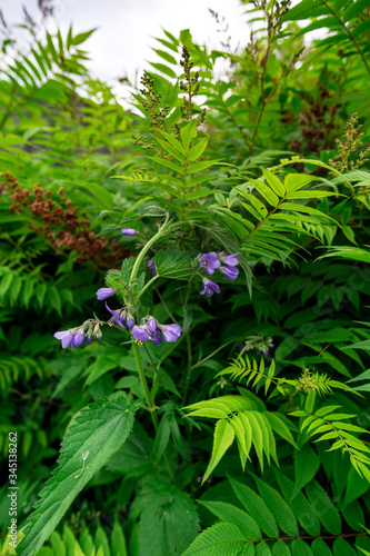 Canvastavla purple jacaranda magdalene flower against the green 3