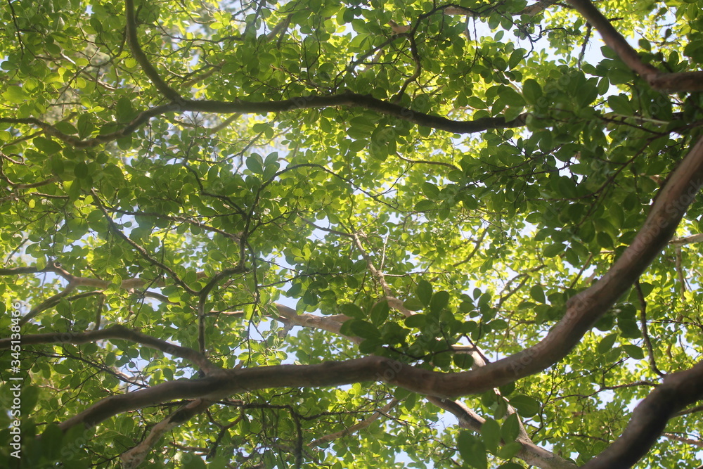 green leaves and sun producing wonderful concept of nature and earth day , nature is always beautiful
green leaves and sun producing wonderful concept of nature and earth day , nature is always beautiful