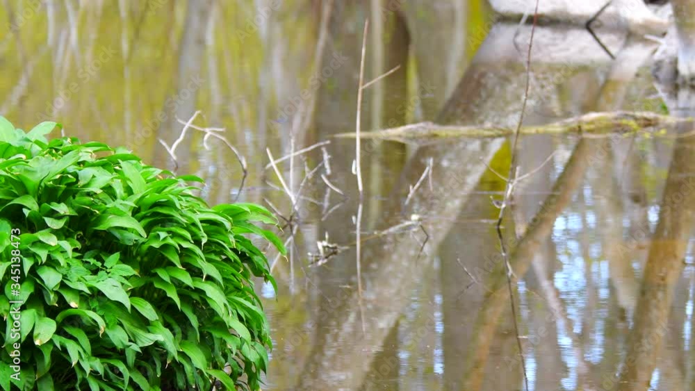 Ramsons with water in background, Sweden Ramsons with water in background, Sweden