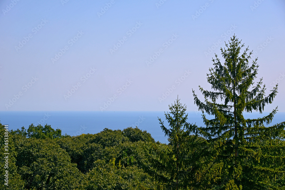 Green forest and high spruce against the blue sea. Clear sky.