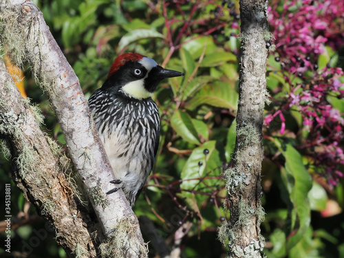 Eichelspecht (Melanerpes formicivorus)