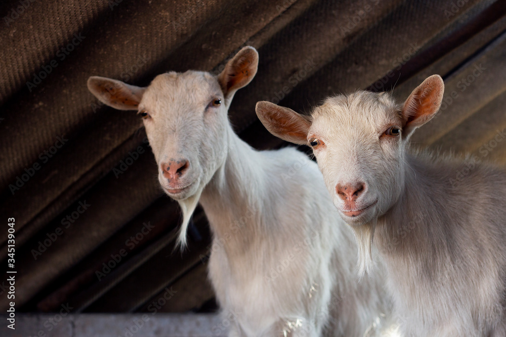 A beautiful two white goats is looking at the camera. Animals on the farm. Cattle in the village A beautiful two white goats is looking at the camera. Animals on the farm. Cattle in the village