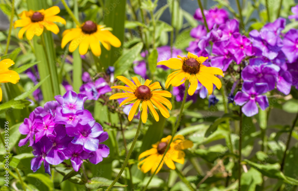 Bright yellow Black-eyed Susan flowers inthe middle of purple Phlox flower clusters