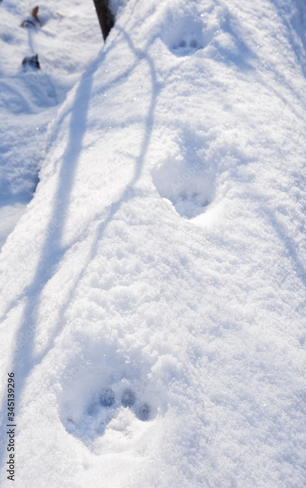 Bobcat prints in deep snow on top of a large fallen tree trunk