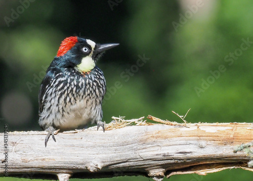 Eichelspecht (Acorn woodpecker-Melanerpes formicivorus), Costa Rica