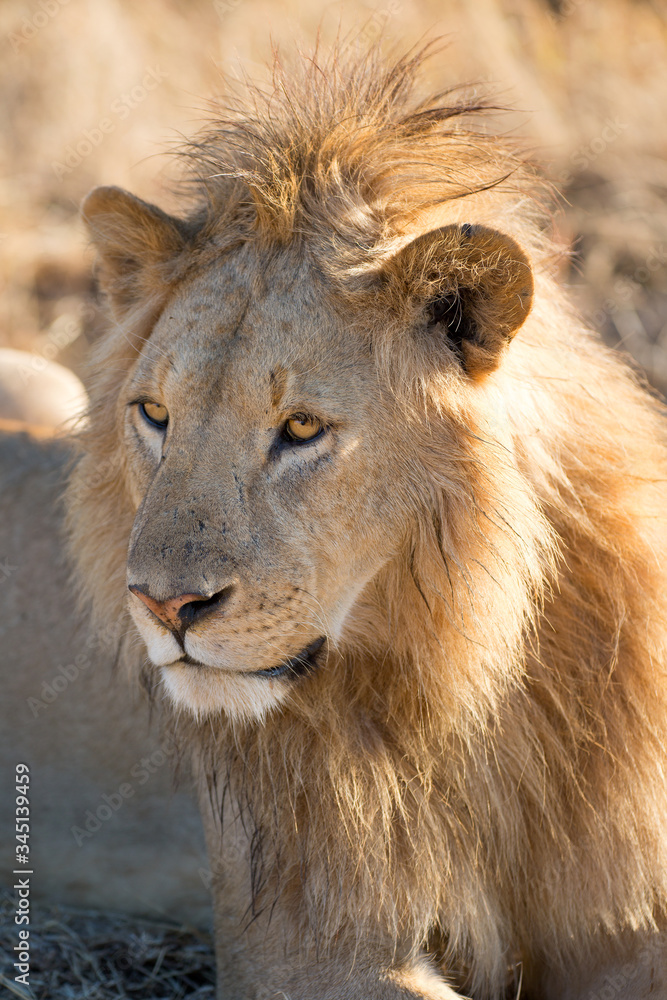 Fototapeta premium Löwe