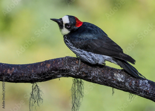 Eichelspecht, Acorn woodpecker - Melanerpes formicivorus in San Gerardo de Dota, Costa Rica