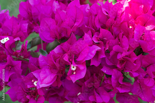 Pink Bougainvillea (Begonvil) flowers  in the garden  photo