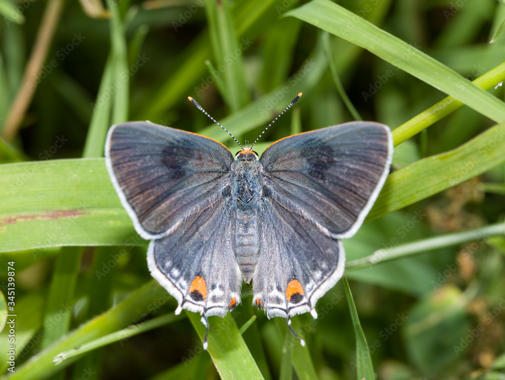 Obraz premium Dorsal view of Gray Hairstreak butterfly with its wings open, resting on a blade of grass