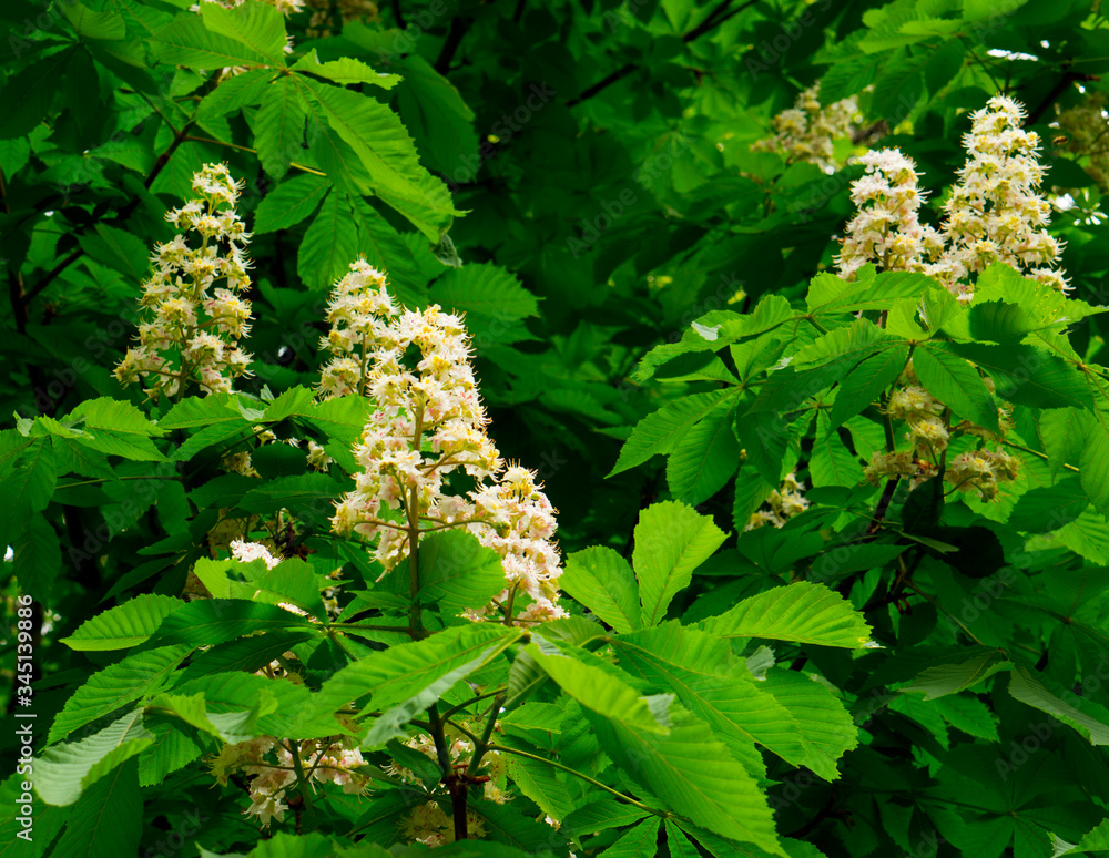 Beautiful flowers of horse chestnut. Spring candles chestnut. Spring flowers on a tree. Beautiful flowers of horse chestnut. Spring candles chestnut. Spring flowers on a tree.