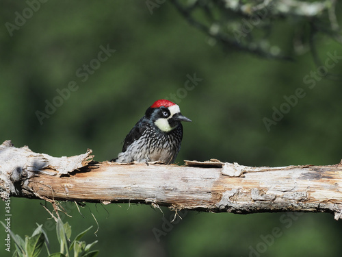 Eichelspecht (Melanerpes formicivorus)