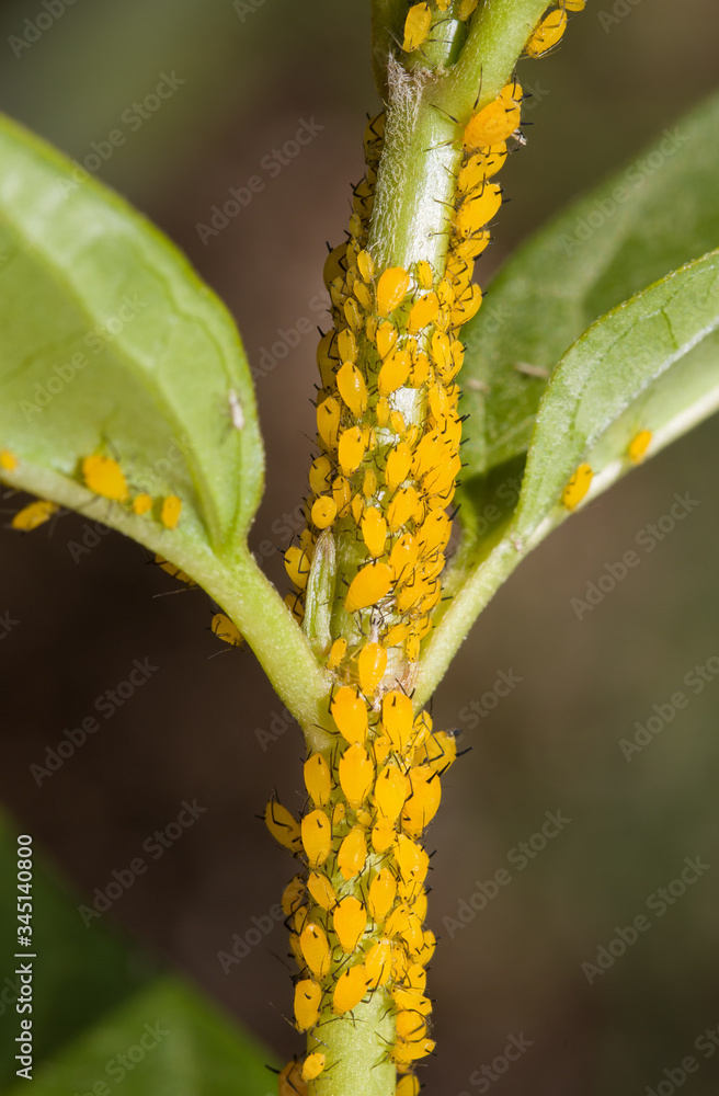 Fototapeta premium Oleander Aphids congregated on a Milkweed stalk