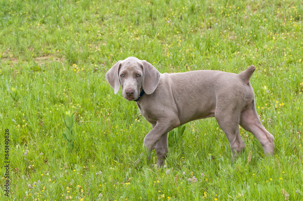 Adorable young Weimaraner puppy walking in grass, looking at the viewer