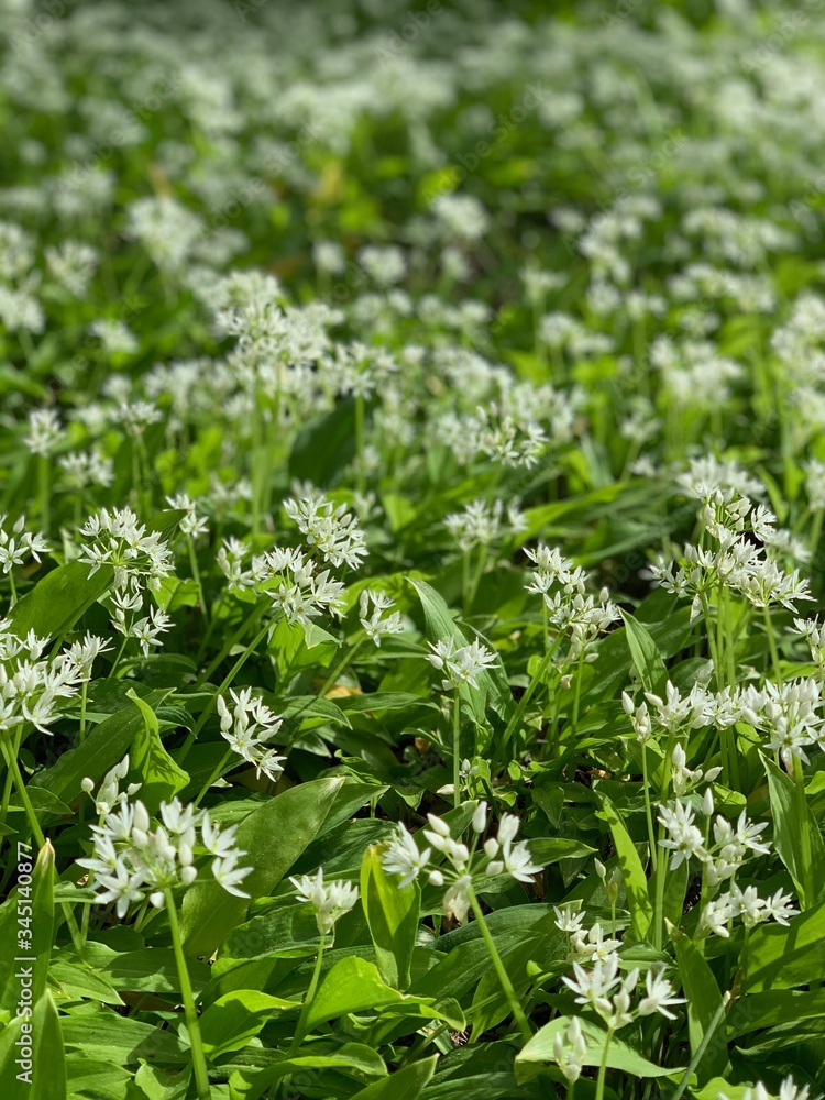 blühendes Bärlauchfeld blühendes Bärlauchfeld