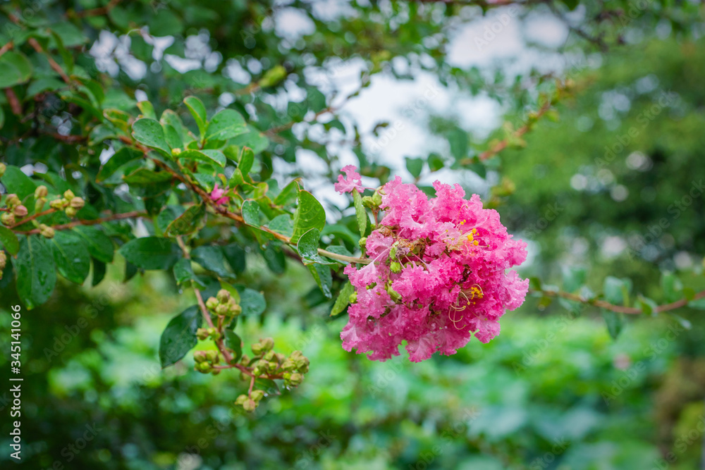 lagerstremia blooms in Ueno park in the summer lagerstremia blooms in Ueno park in the summer