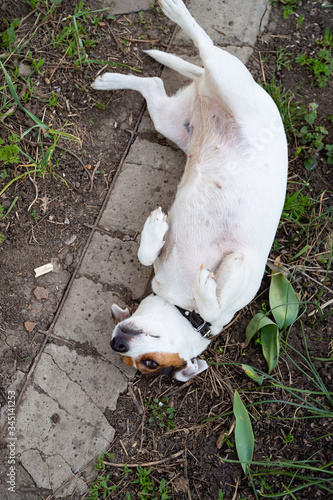dog Jack Russell Terrier laying on her back