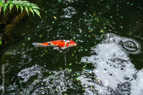 A large spotted red carp swims in a pond of Ueno Park in Tokyo on a clear sunny August day