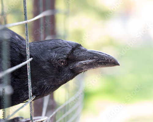 A domestic crow looks out of its cage. Close up.