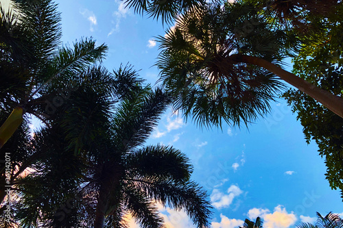 palm trees in the evening