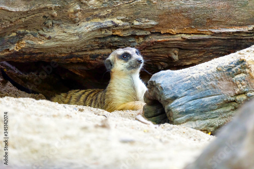 meerkat on the ground