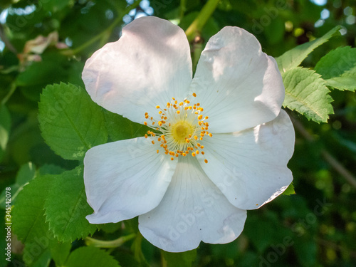 field rose spring flowering Apennine hills photo