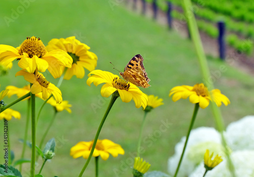 butterfly on yellow flower