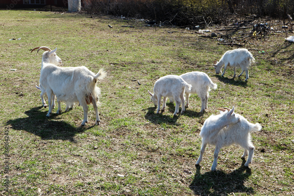 white goat family with small goatlings on a meadow white goat family with small goatlings on a meadow