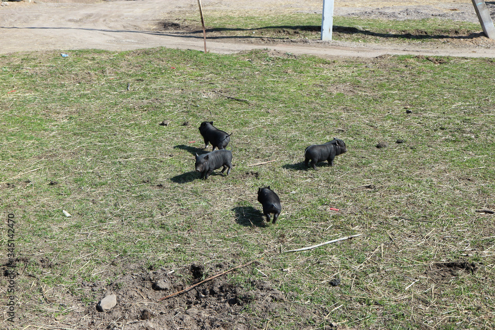 four cute little black piglets on the field four cute little black piglets on the field