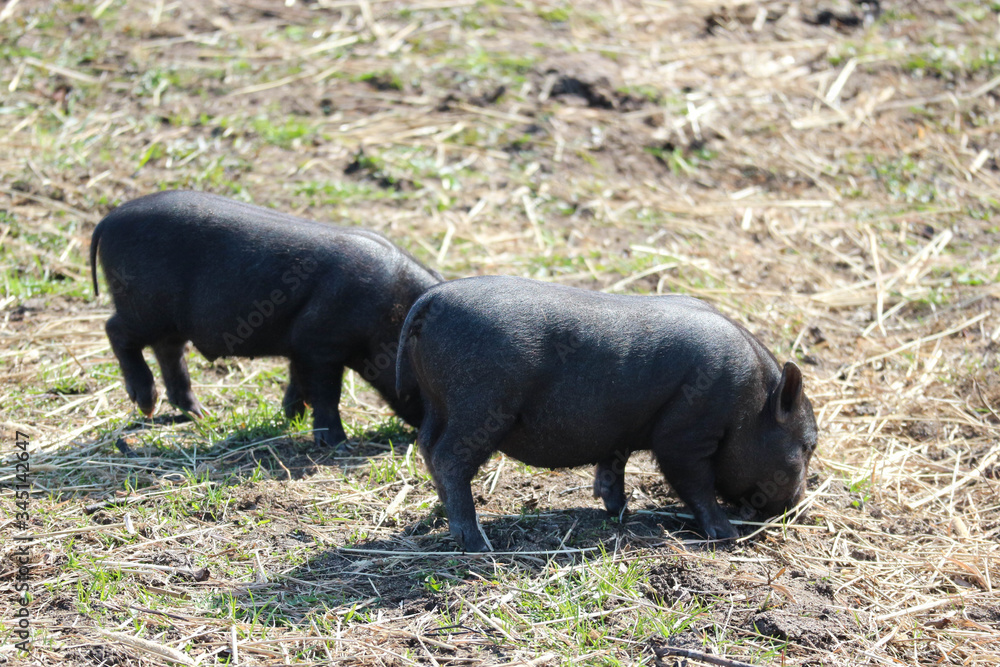 two cute little black mini pigs on the meadow looking for food two cute little black mini pigs on the meadow looking for food