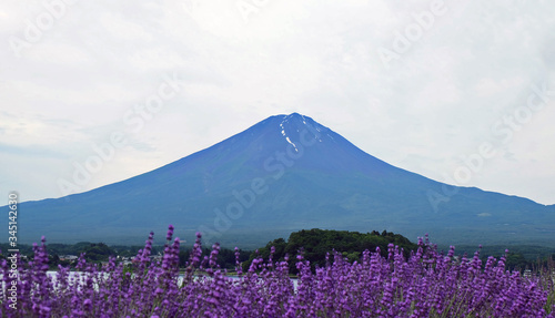 mount fuji in spring